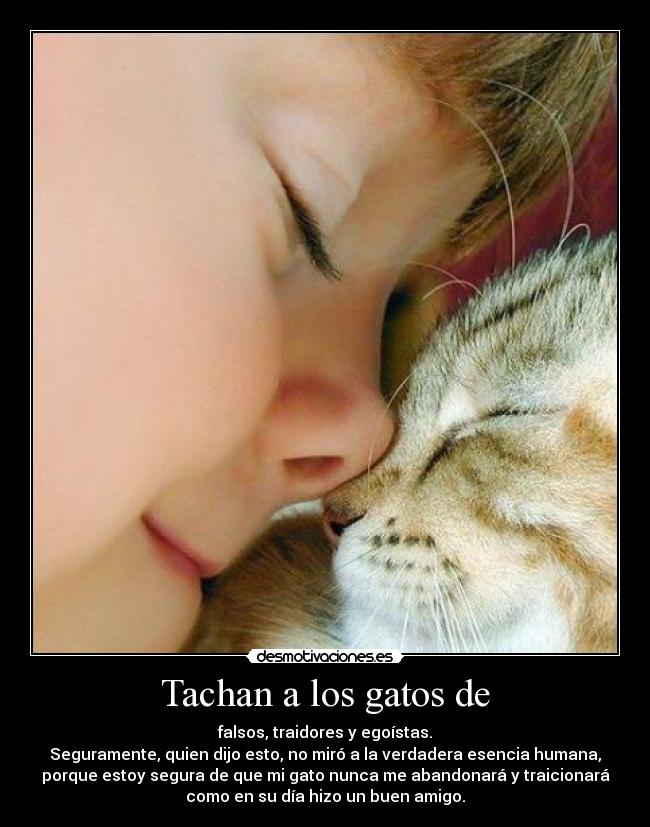 Tachan a los gatos de - falsos, traidores y egoístas.
Seguramente, quien dijo esto, no miró a la verdadera esencia humana,
porque estoy segura de que mi gato nunca me abandonará y traicionará
como en su día hizo un buen amigo.