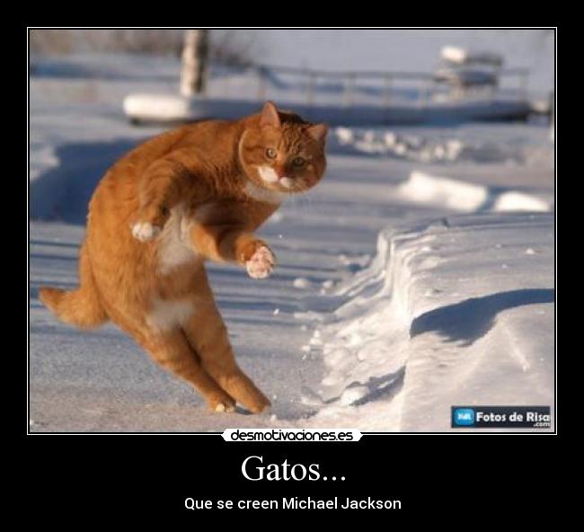 Gatos... -