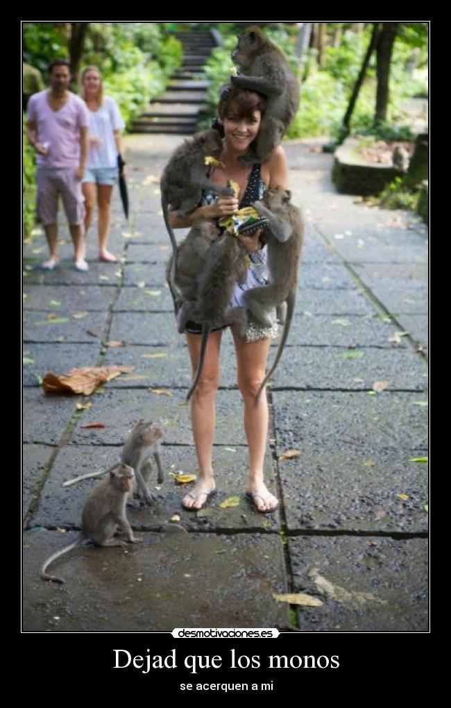 Dejad que los monos -