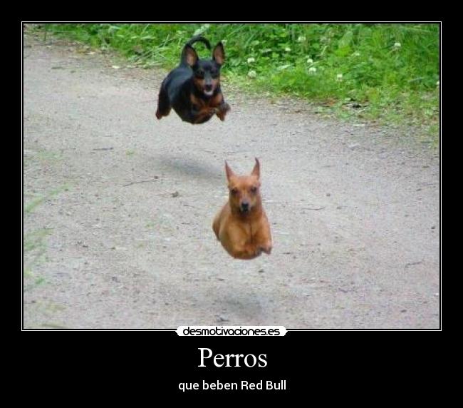 Perros - que beben Red Bull