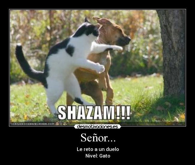 carteles gato desmotivaciones