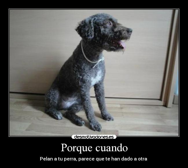 Porque cuando - Pelan a tu perra, parece que te han dado a otra
