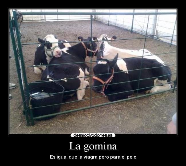 La gomina - Es igual que la viagra pero para el pelo