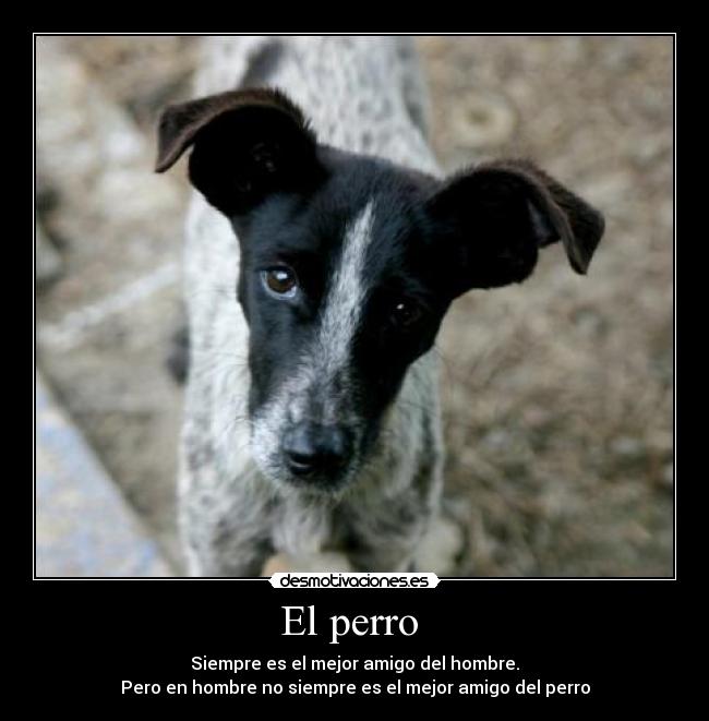 El perro -