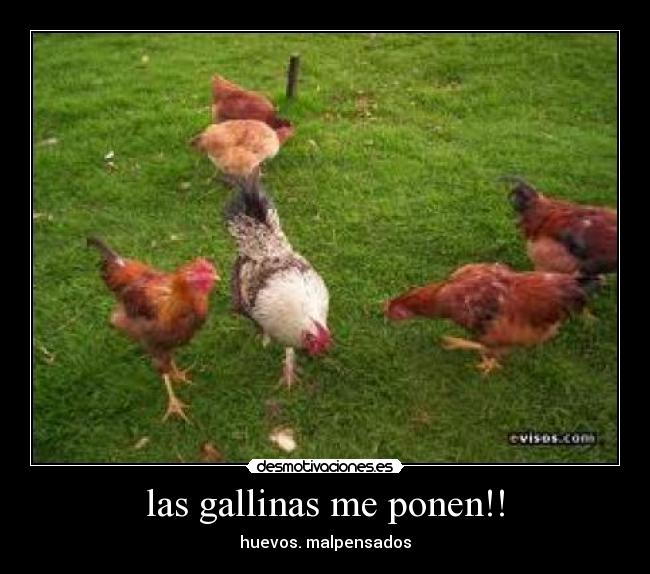 las gallinas me ponen!! -