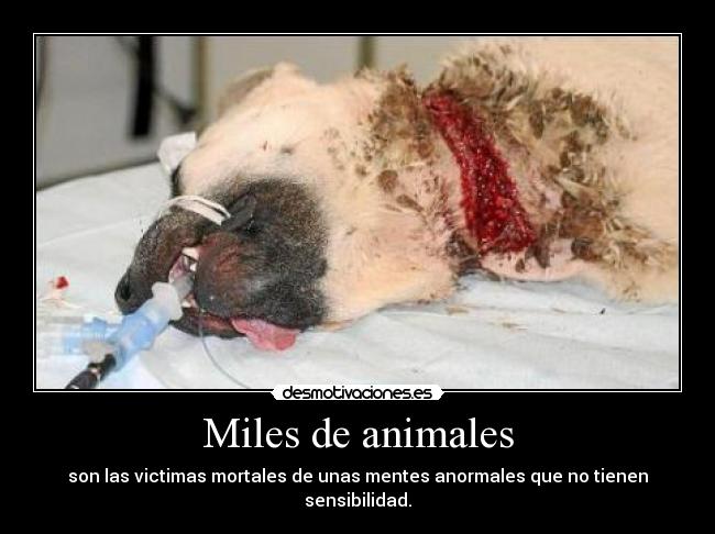 Miles de animales -