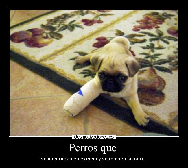 Perros que  - 