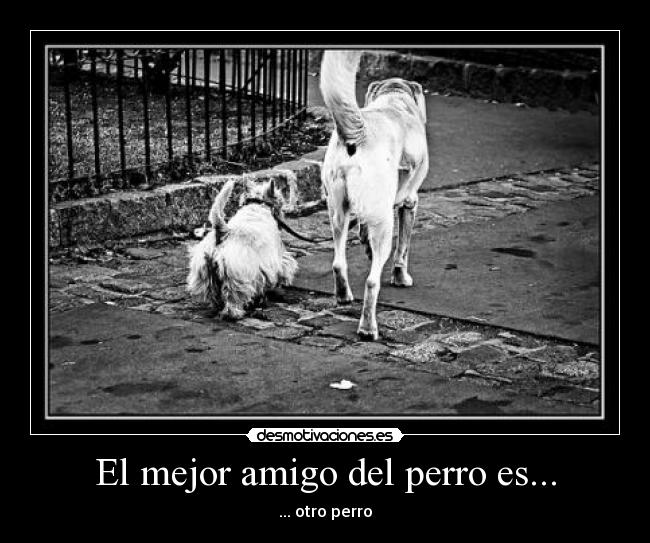 El mejor amigo del perro es... - 