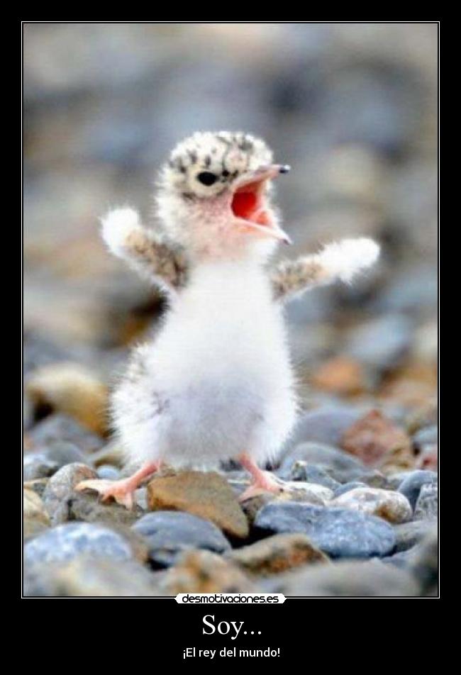 Soy... - ¡El rey del mundo!