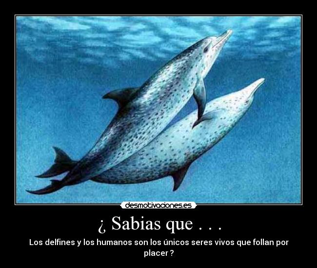 ¿ Sabias que . . . - Los delfines y los humanos son los únicos seres vivos que follan por placer ?