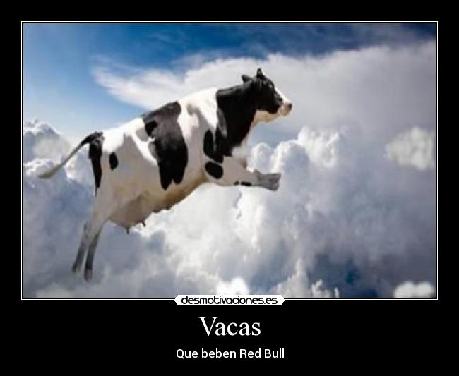 Vacas - 