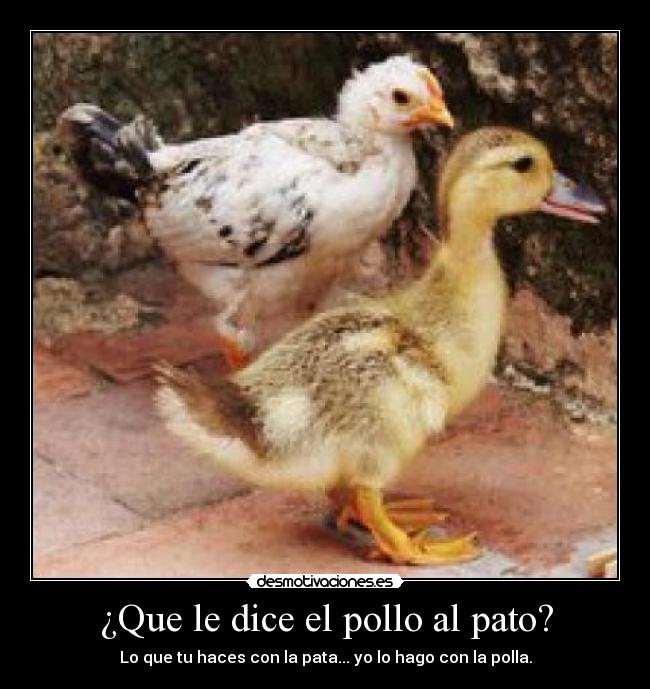 Lista 95+ Foto Que Le Dijo Un Pato A Otro Pato Mirada Tensa 09/2023