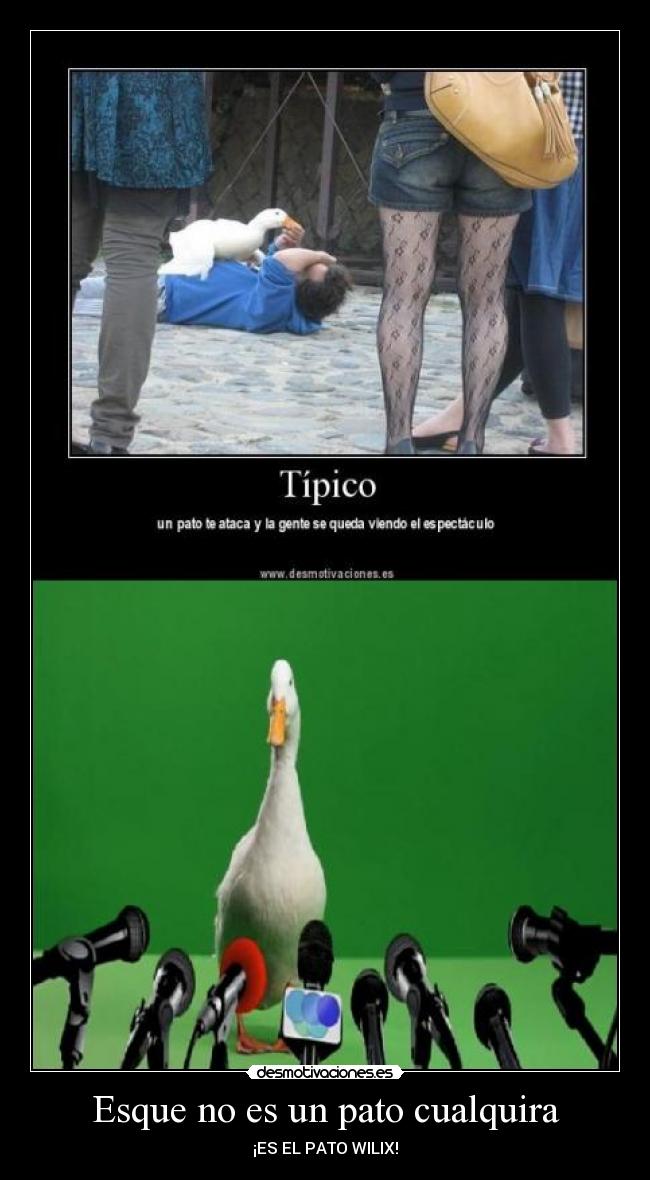 Esque no es un pato cualquira - 