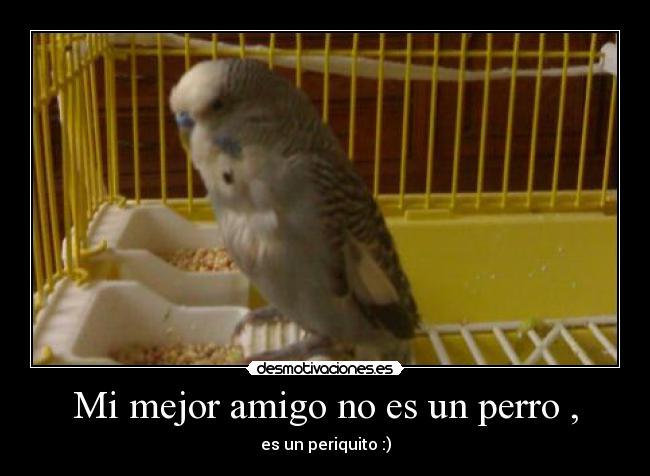 Mi mejor amigo no es un perro , - es un periquito :)