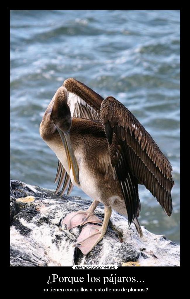 ¿Porque los pájaros... - no tienen cosquillas si esta llenos de plumas ?