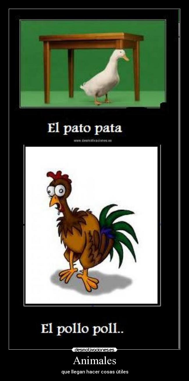 carteles animales pato pollo desmotivaciones