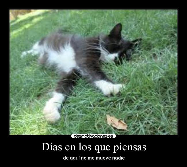 carteles gato desmotivaciones