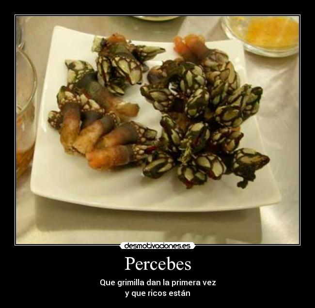 Percebes - Que grimilla dan la primera vez
y que ricos están