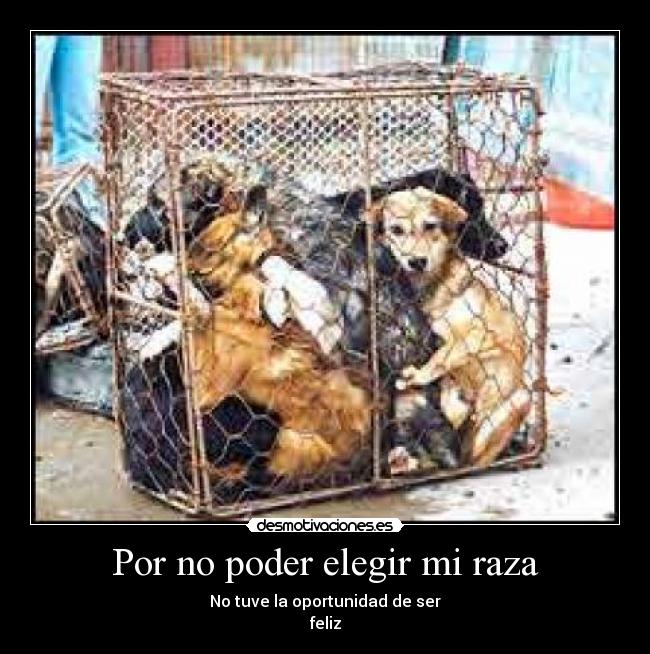 Por no poder elegir mi raza - No tuve la oportunidad de ser
feliz