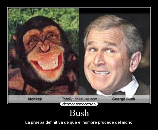 Bush - 