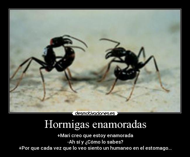 Hormigas enamoradas -