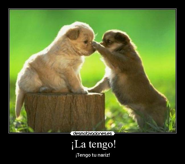 ¡La tengo! - ¡Tengo tu nariz!