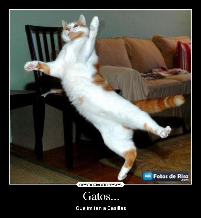 Gatos... - Que imitan a Casillas