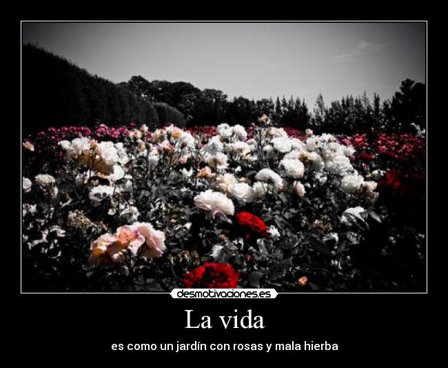 La vida - es como un jardín con rosas y mala hierba