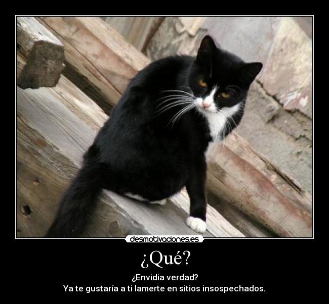 carteles gatospervertido envidia lamer desmotivaciones