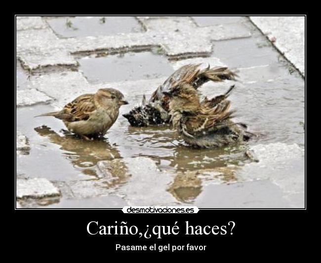 carteles pajaro limpio desmotivaciones