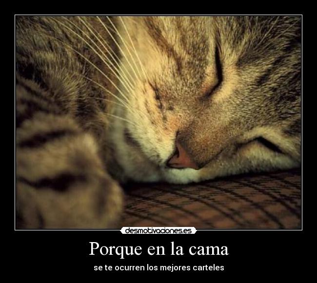 carteles gato dormir cama carteles ocurrir desmotivaciones