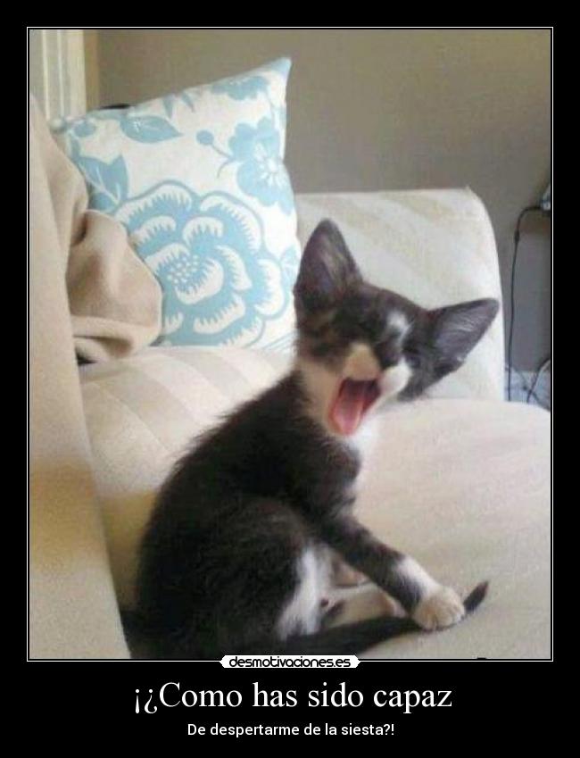 carteles gatoscabreado desmotivaciones