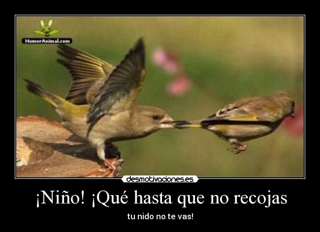¡Niño! ¡Qué hasta que no recojas - 