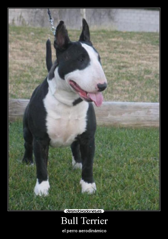 Bull Terrier - el perro aerodinámico