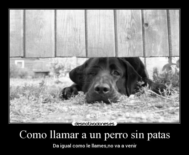 carteles perro desmotivaciones