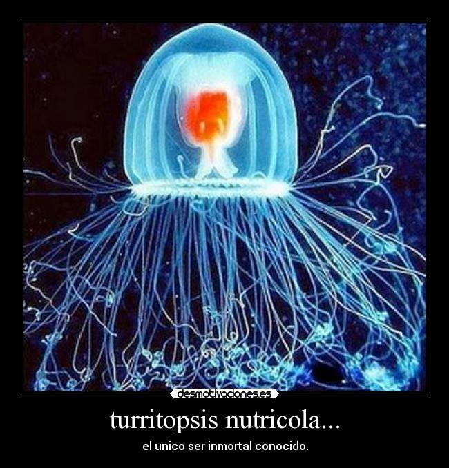 turritopsis nutricola... - el unico ser inmortal conocido.