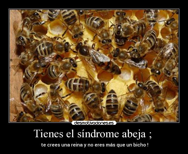 Tienes el síndrome abeja ; - te crees una reina y no eres más que un bicho !