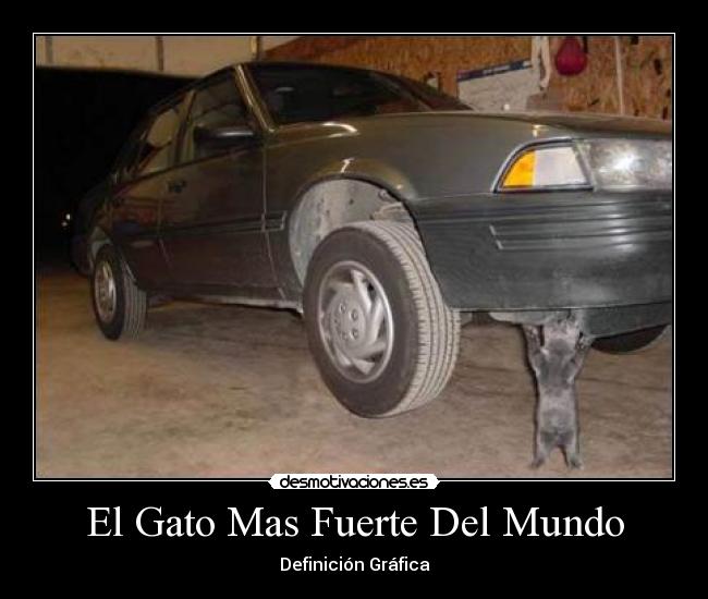 El Gato Mas Fuerte Del Mundo - Definición Gráfica