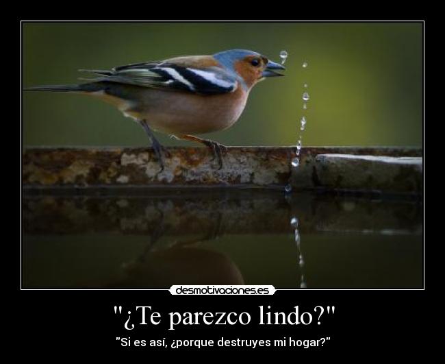 ¿Te parezco lindo? - Si es así, ¿porque destruyes mi hogar?