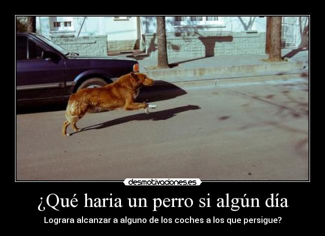 ¿Qué haria un perro si algún día - Lograra alcanzar a alguno de los coches a los que persigue?