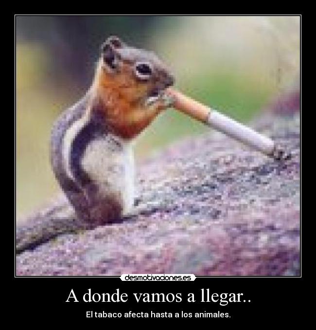 A donde vamos a llegar.. - El tabaco afecta hasta a los animales.