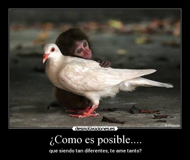 ¿Como es posible.... - que siendo tan diferentes, te ame tanto?