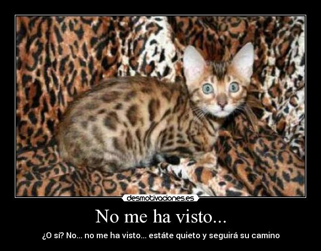 No me ha visto... -