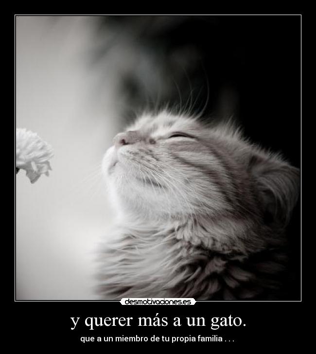 carteles mis carteles desmotivaciones