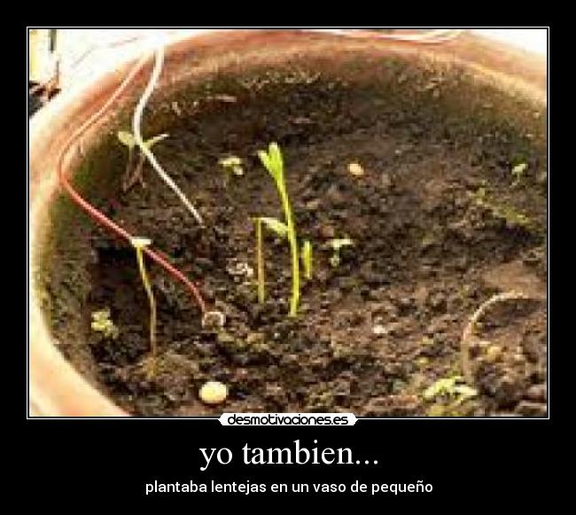 yo tambien... - plantaba lentejas en un vaso de pequeño