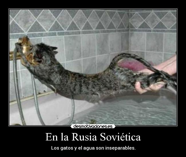 En la Rusia Soviética - Los gatos y el agua son inseparables.