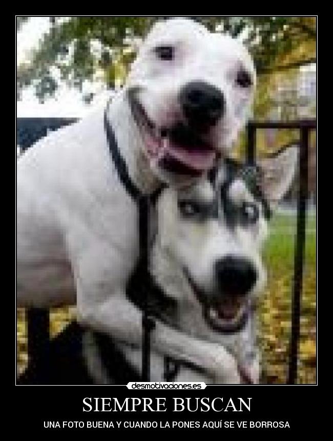 SIEMPRE BUSCAN -