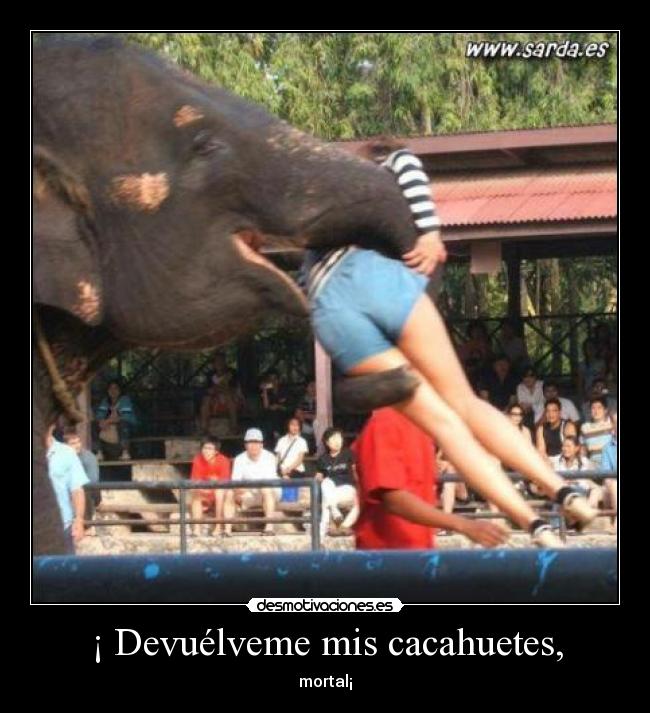 ¡ Devuélveme mis cacahuetes, - 