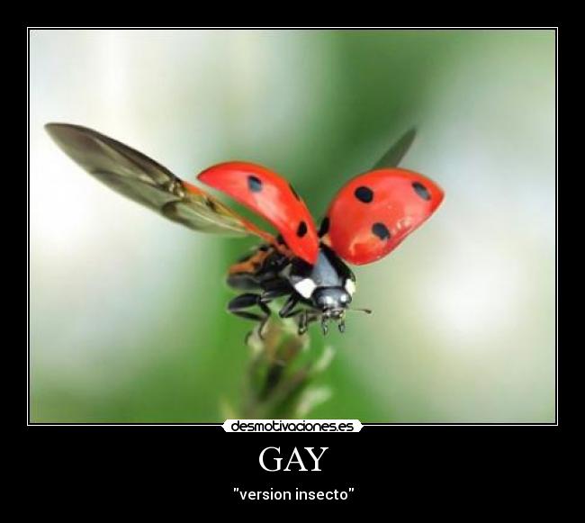 GAY - 
