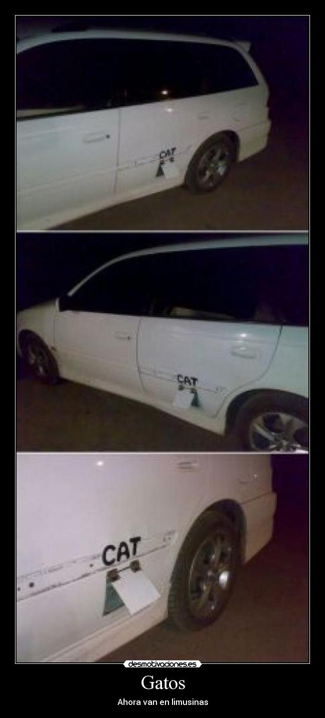 Gatos - Ahora van en limusinas